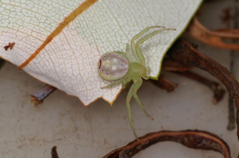 Diaea_evanida_D7891_Z_88_North Stradbroke island_Australie.jpg